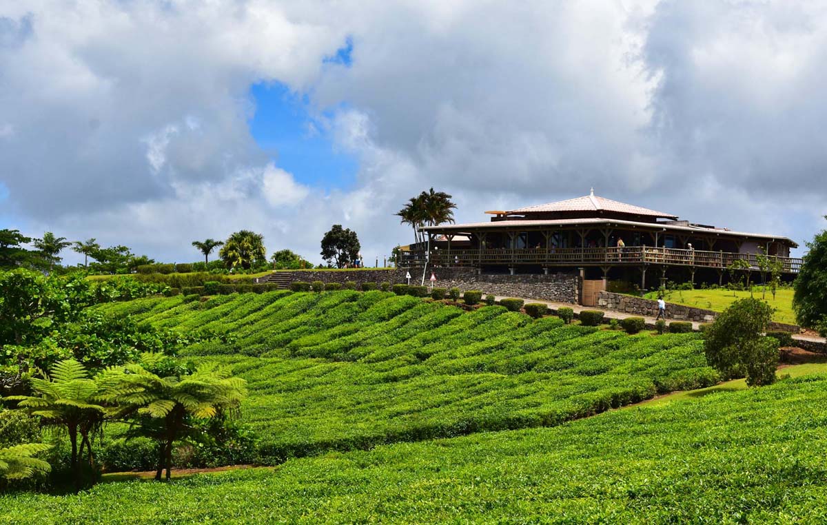 tea route mauritius